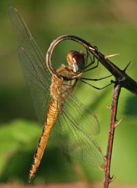 Wandering Glider